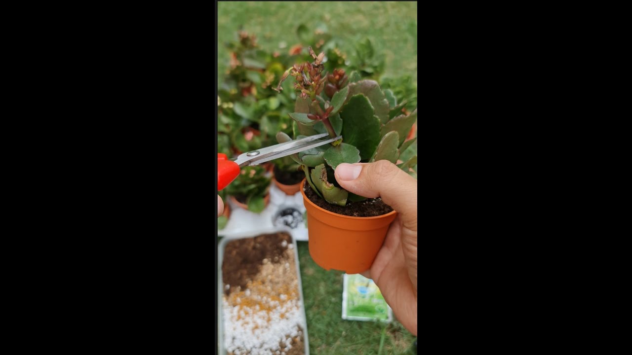 课程:长寿花养护&配土&开花修剪