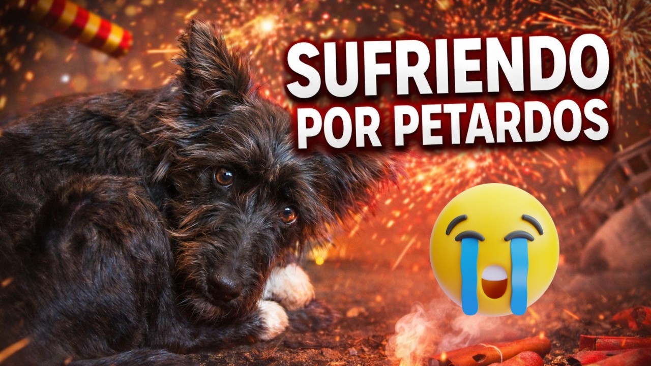 😢 MIEDO a los PETARDOS | Lo que SIENTEN los PERROS en FIN DE AÑO