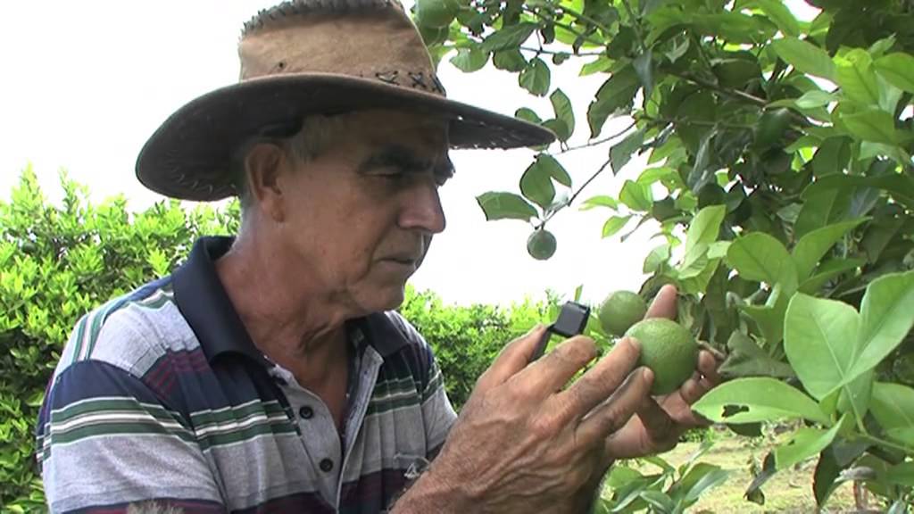 [Diagnostic de la parcelle] Raisonner les traitements phytosanitaires à la Réunion