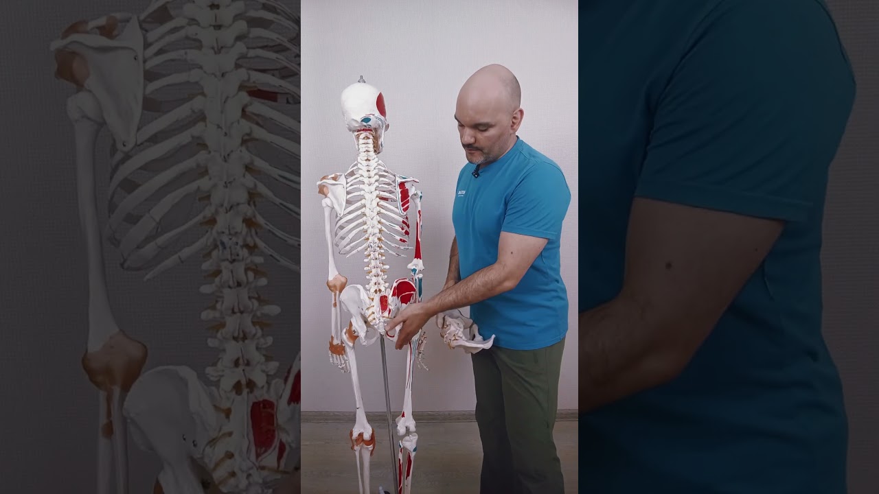 Что такое таз? #мышцы #таз #anatomy #анатомия #скелет