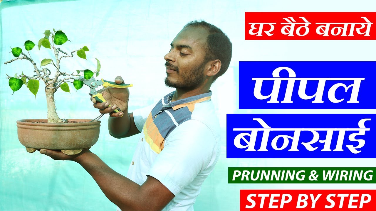घर बैठे बनाये पीपल बोन्साई | Know How to Make Pipal (Sacred fig) Bonsai at Home | For Beginners