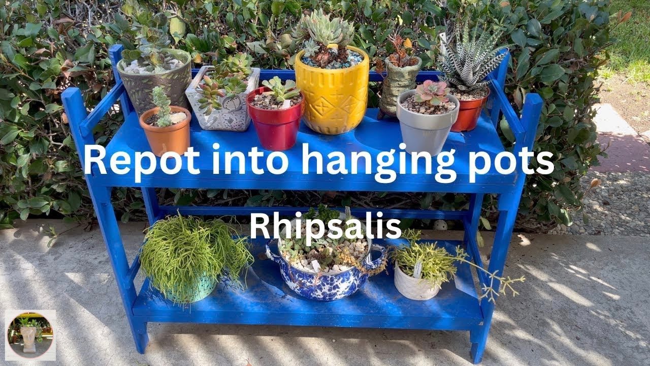 Repotting #Rhipsalis into Hanging Baskets and other #Garden Chores