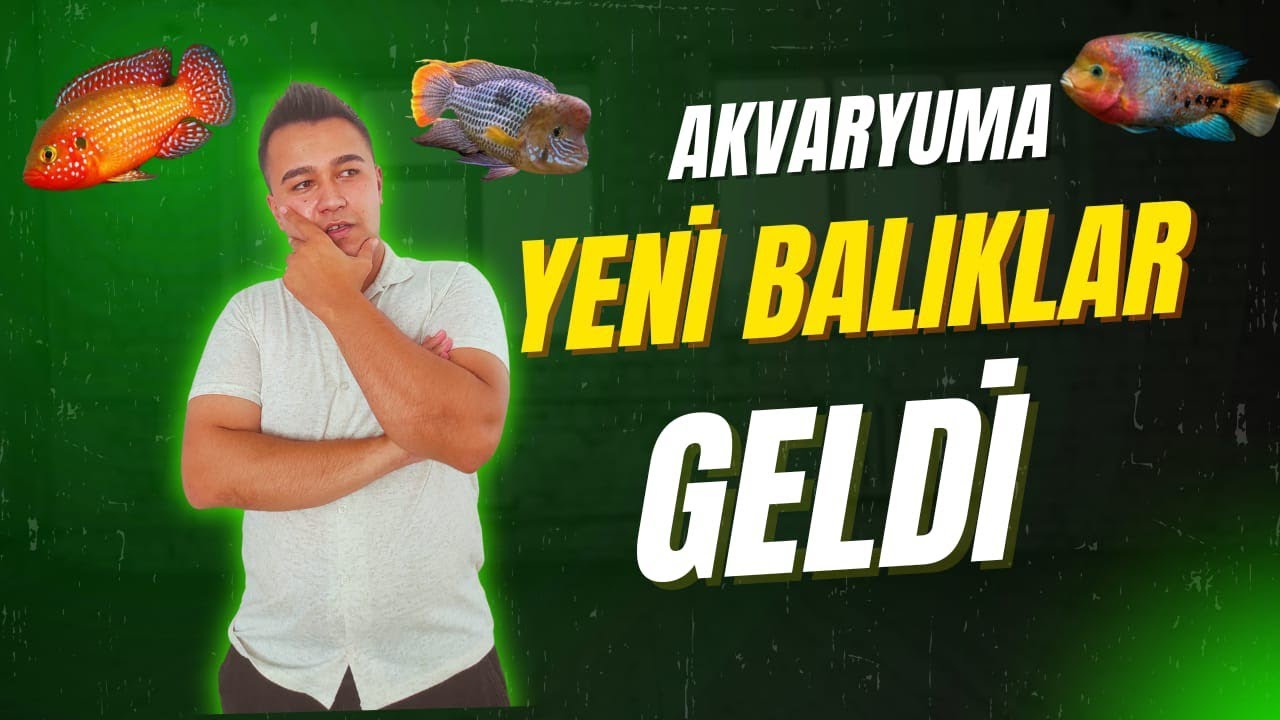 AKVARYUMA YENİ BALIKLAR GELDİ !  I GREEN TEROR I MÜCEVHER CİKLET I ATEŞ KAFA