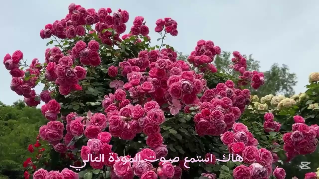 انت الحبيب : باسم الكربلائي 🤍✨