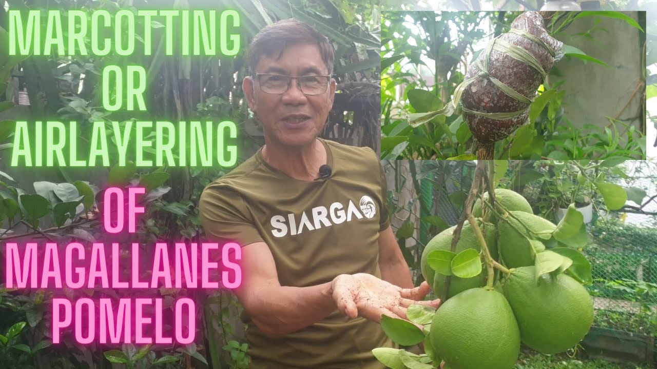 Marcotting/Air Layering of Magallanes Variety Pomelo