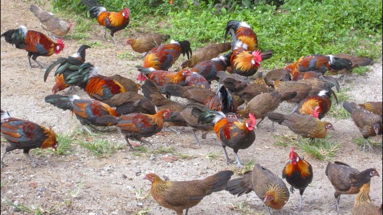 Red junglefowl (Gallus gallus flock) -  Roosters and juveniles