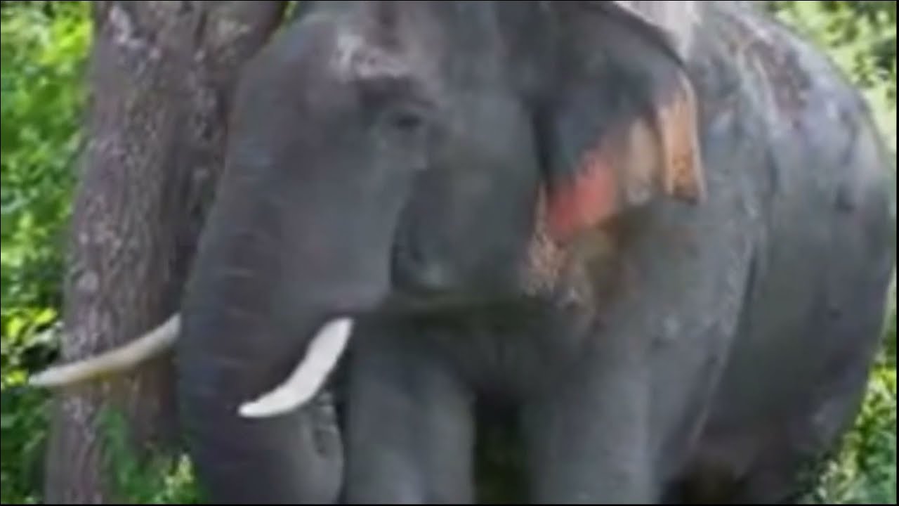 Wild Asian Elephant Gives Birth; Nature's Incredible, Rare Event | Asian Tusker - Wild Elephant