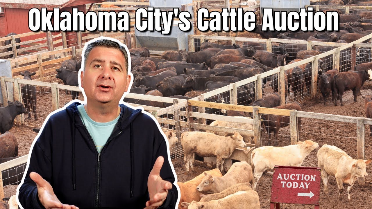 Inside the OKC Stockyards: The Oldest American Cattle Auction!