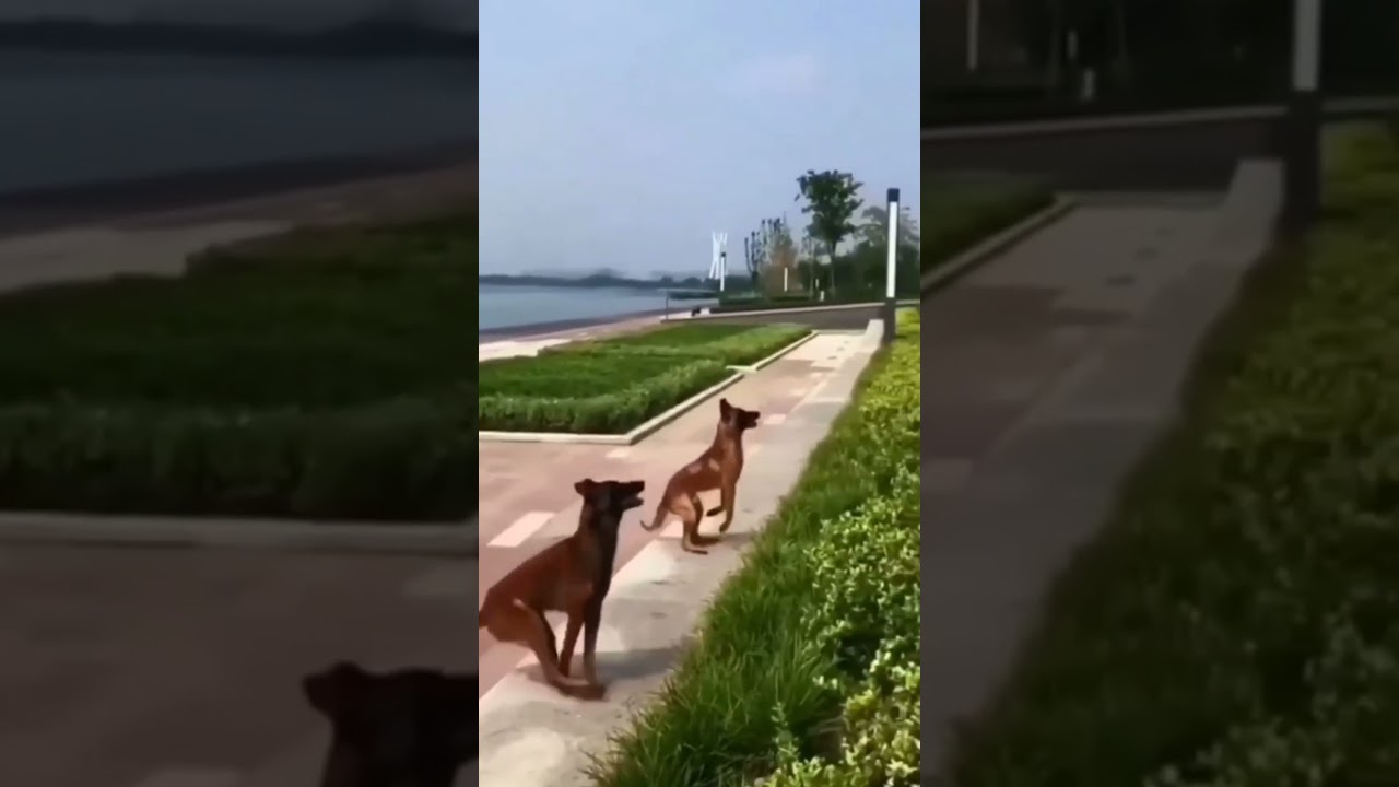 Twin Malinois Magic: Synchronized Fence Leap| Belgian shepherd Malinois Jump Tandem