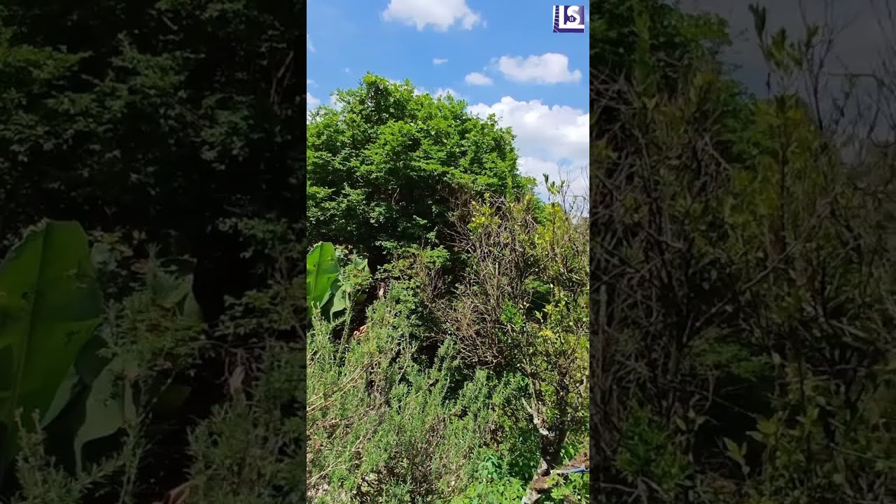 Ch&aacute;cara - Venda Em Ara&ccedil;ariguama - SP