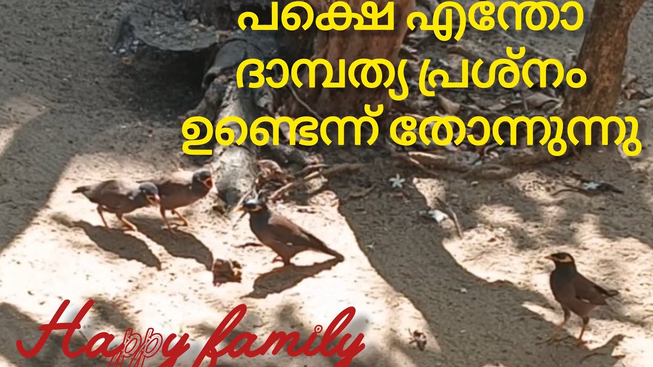 Happy family : അപൂർവമായ ഒരു കാഴ്ച 
