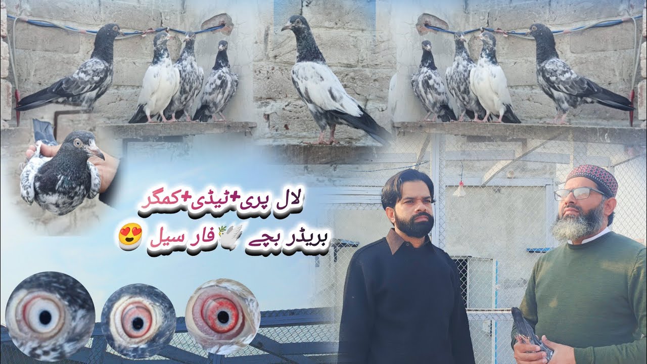 لال پری+ٹیڈی+کمگربریڈر بچے 🕊فار سیل 😍contact:03227616216