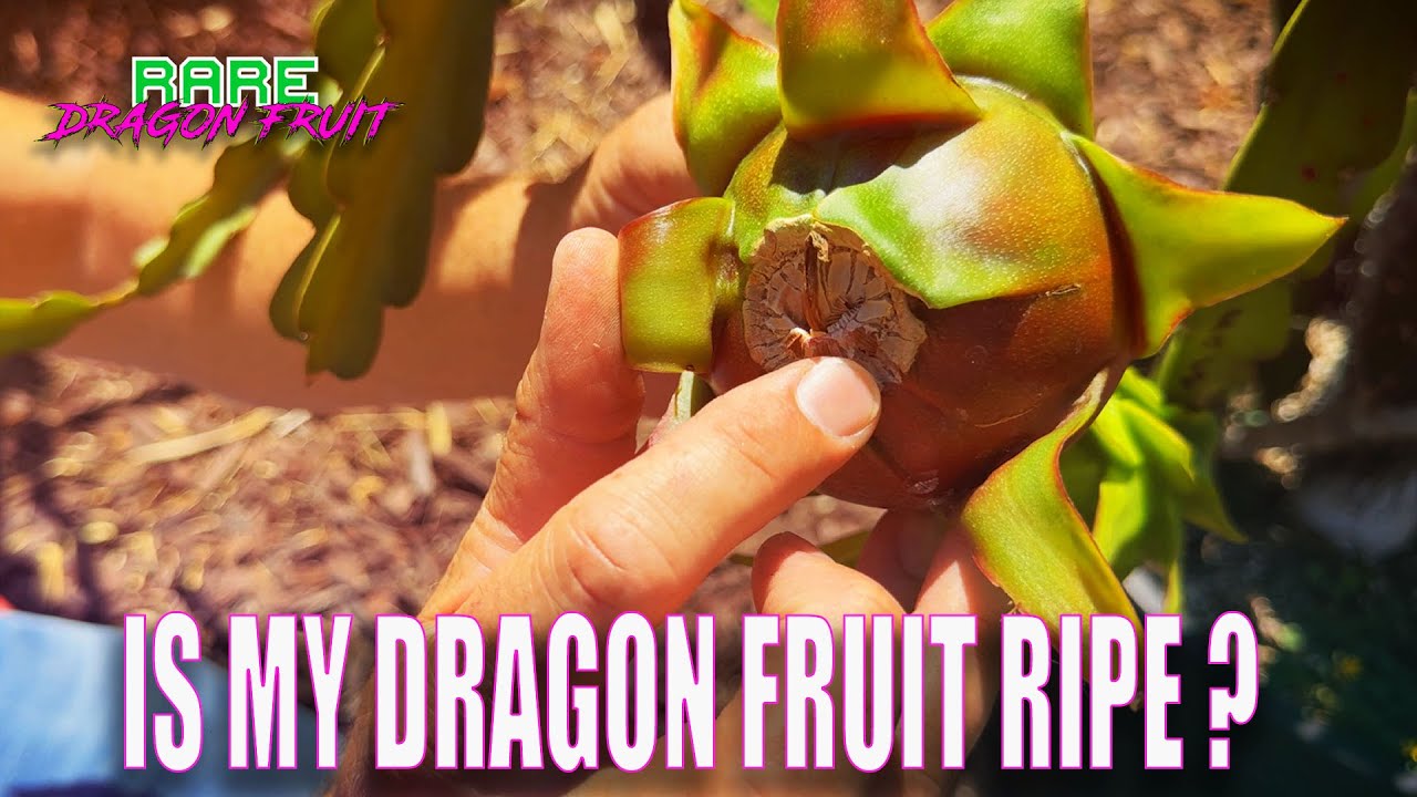 IS MY DRAGON FRUIT RIPE ? / 7 TIPS on HOW TO TELL WHEN TO PICK