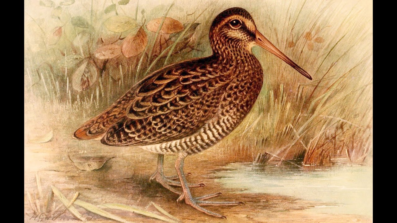 Un amour de bécasse