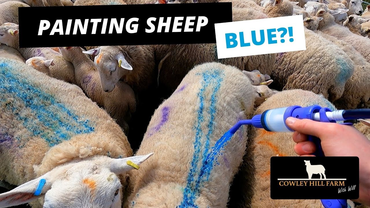 PAINTING SHEEP BLUE?! | HOW WILL THAT STOP THE SHEEP ITCHING