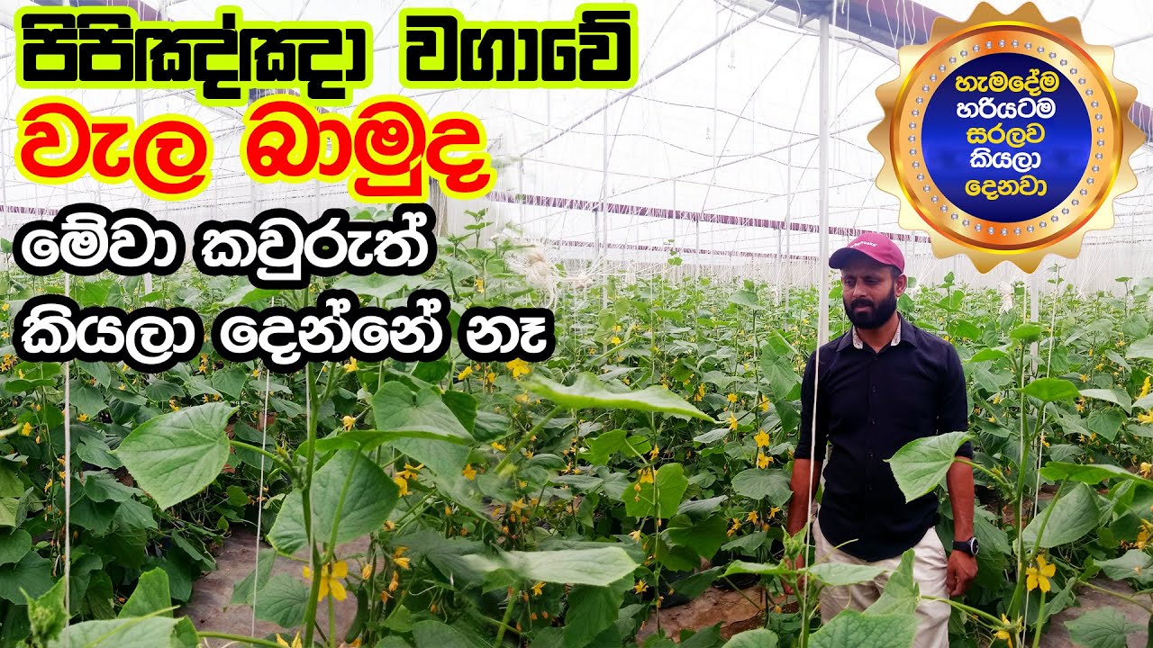 පිපිඤ්ඤා වල වැල බාමුද | Polytunnel  Cucumber Farming