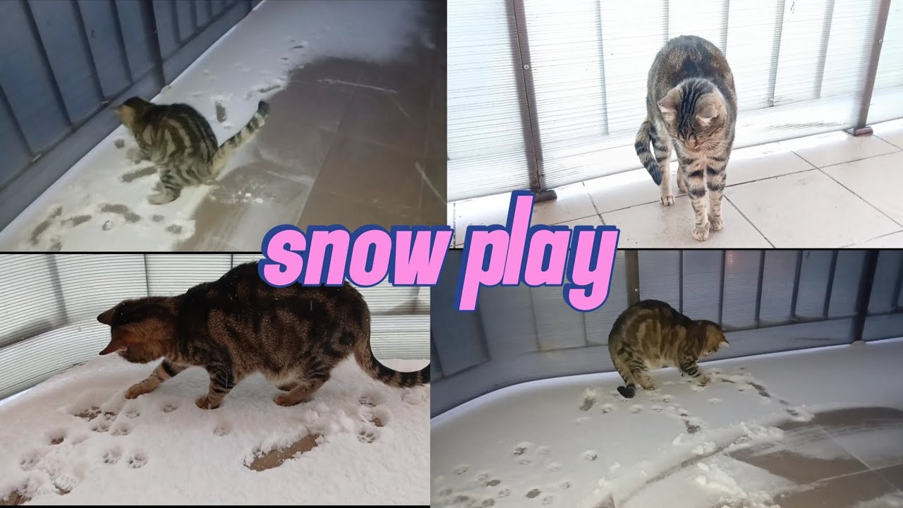 Cat Loves To Play With Snow ❄️😻 #cat #cute #snow #pets 