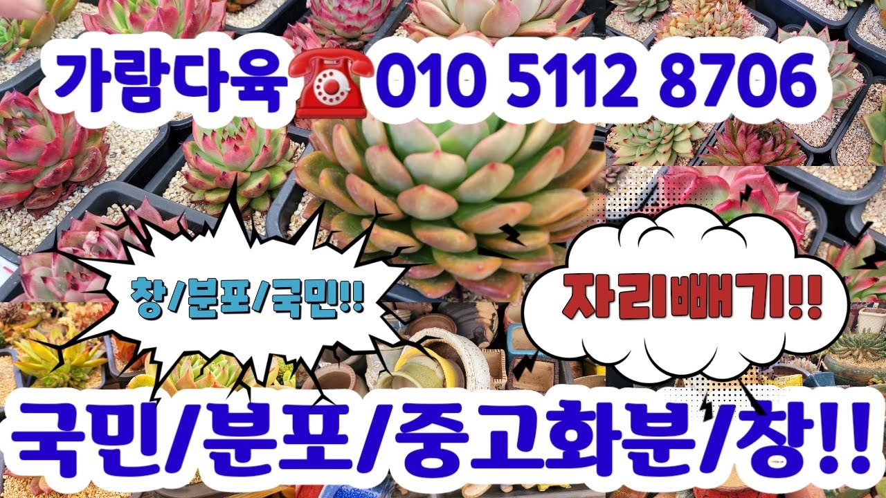 가람다육☎️010 5112 8706🌼창/분포특가/중고분/국민다육#초보다육#다육쇼핑