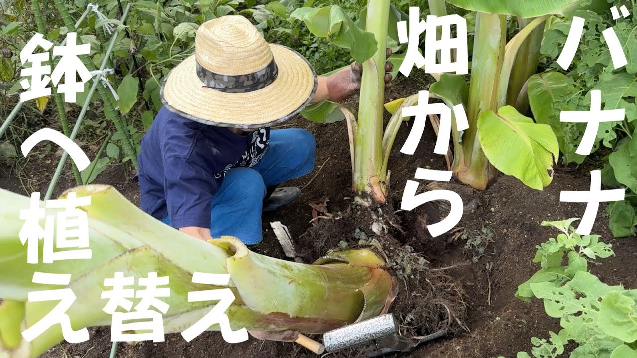 令和6年8月26日畑バナナを鉢バナナに　鉢植え　ドワーフナムワ