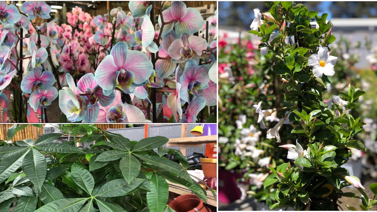 PLANTS NURSERY & PET SHOP IN MALTA|PISCOPO GARDEN|PINAY IN MALTA