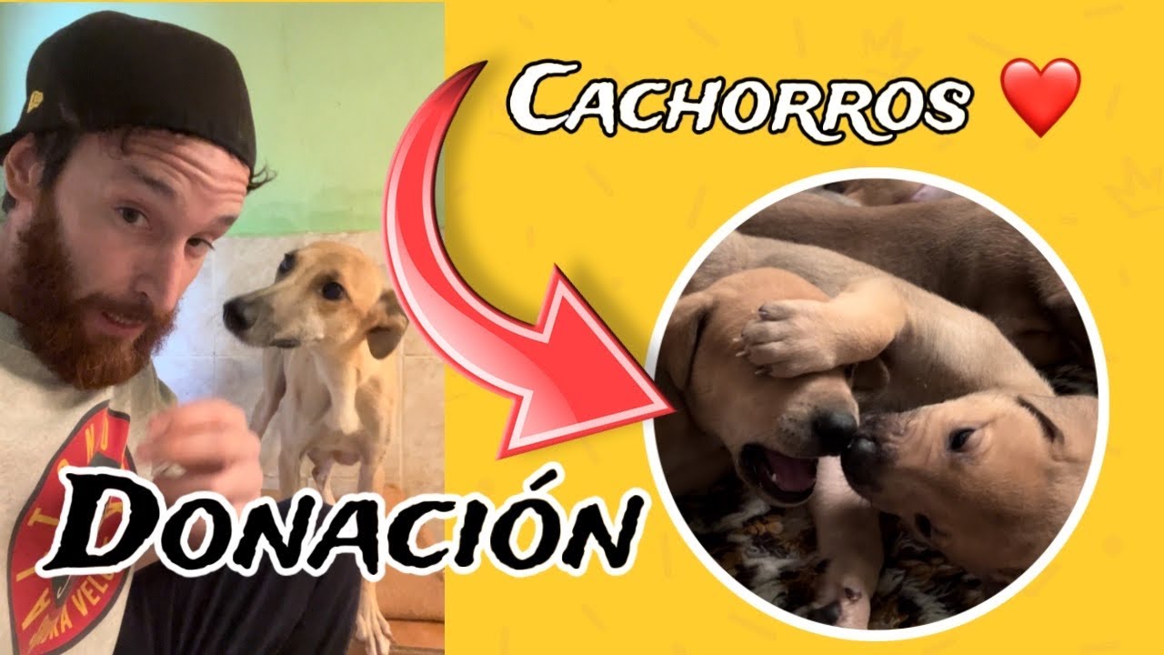 Visita a la protectora, LOS CACHORROS DE NORA ❤️ #perros #adoptaunperro