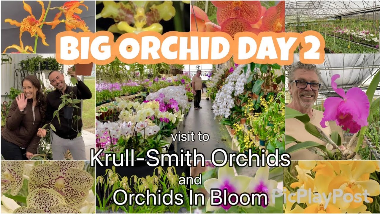 Day 2 of my visit to Apopka orchid nurseries. Krull-Smith Orchids & Orchids In Bloom. Bonus ending!