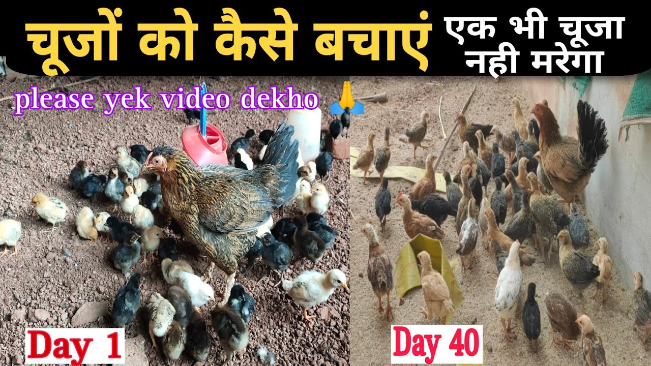 murgi ke baccho ko kaise bachaye | murgi ke baccho kaise bada kare | चूजों को क्या खिलाएं