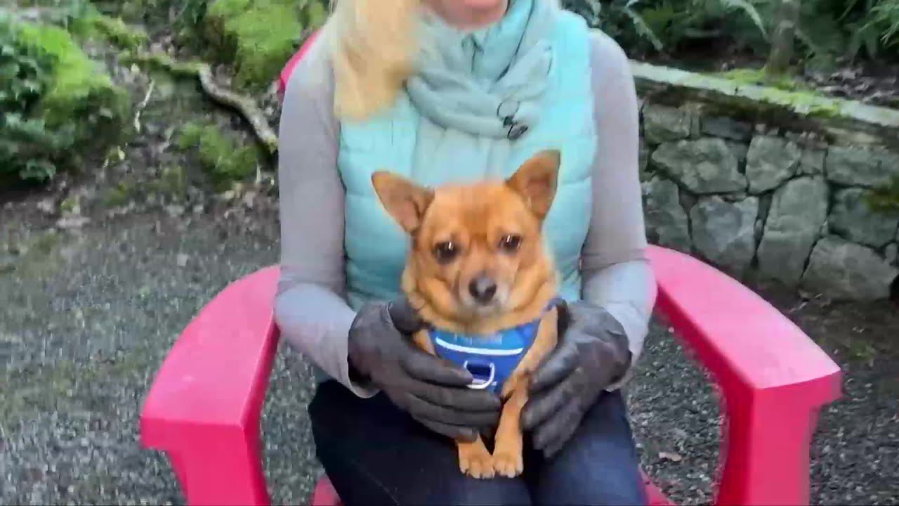 Pet CHEK: Chubby Chihuahua Flash is getting back to a healthy weight