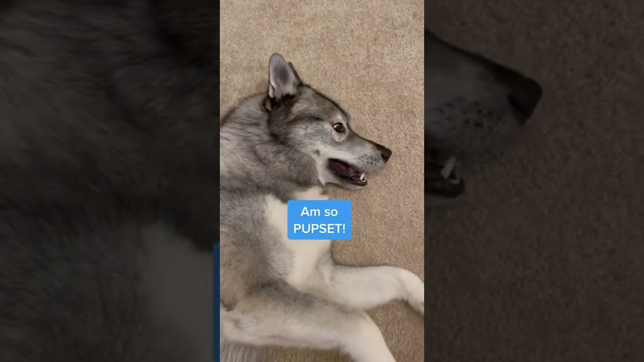 Other dog touched my fizbee!