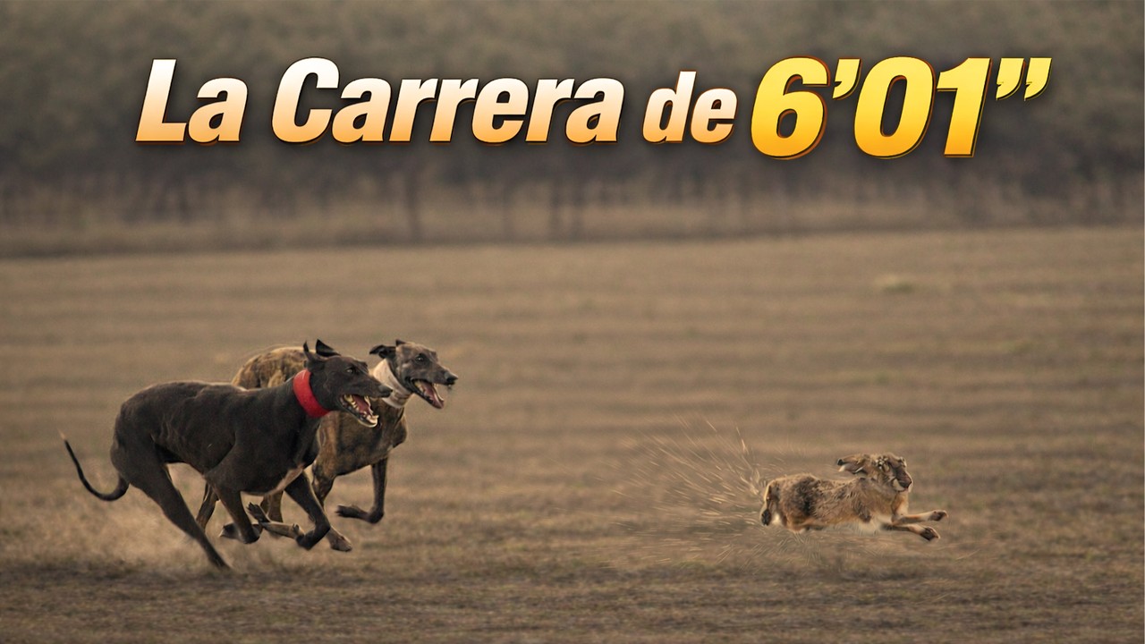 LA CARRERA DE GALGOS M&Aacute;S LARGA JAM&Aacute;S GRABADA  | 6:01 MINUTOS HIST&Oacute;RICOS