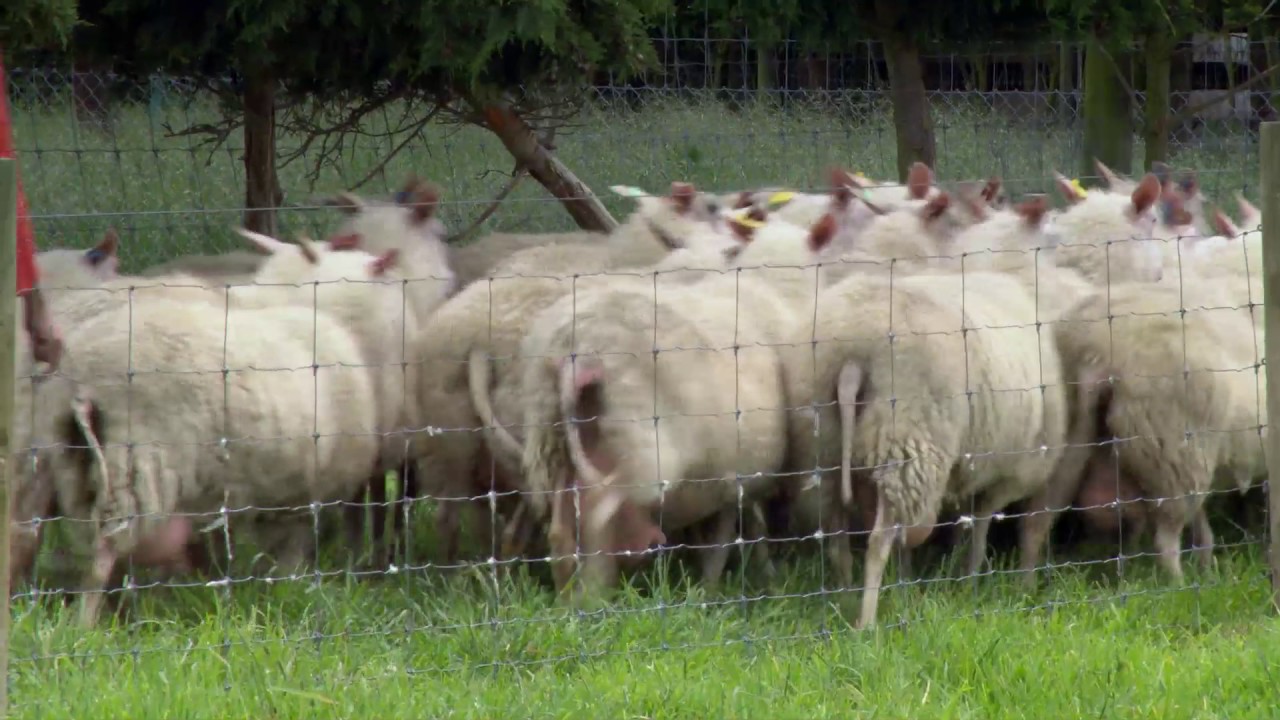 Trafford Sheep Milk
