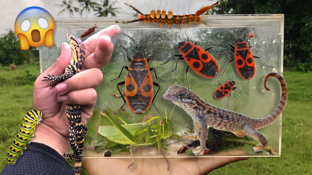 hunting insect and reptile in the wild‼️catch baby monitor lizard, fire bug, caterpillar, beetle