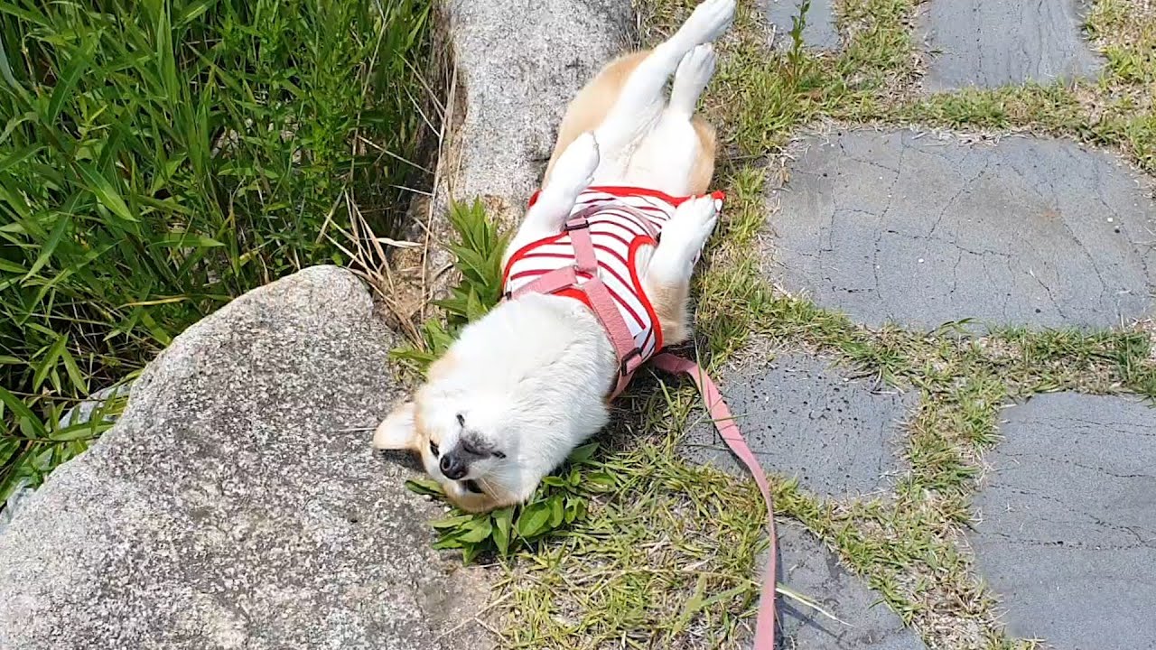 거의 누워서 산책하는 강아지..대체 왜 이럴까요?