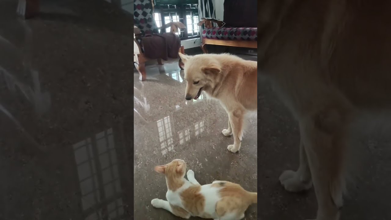 വിക്രമൻ കുരിപ്പ് പേടിച്ചോടി.The Mischievous one ran away scared today. 😂