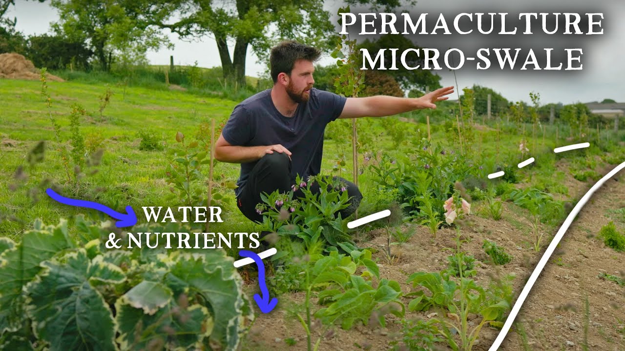 Our Handmade Micro-Swales with Herbs and Pioneer Trees | Permaculture Experiments