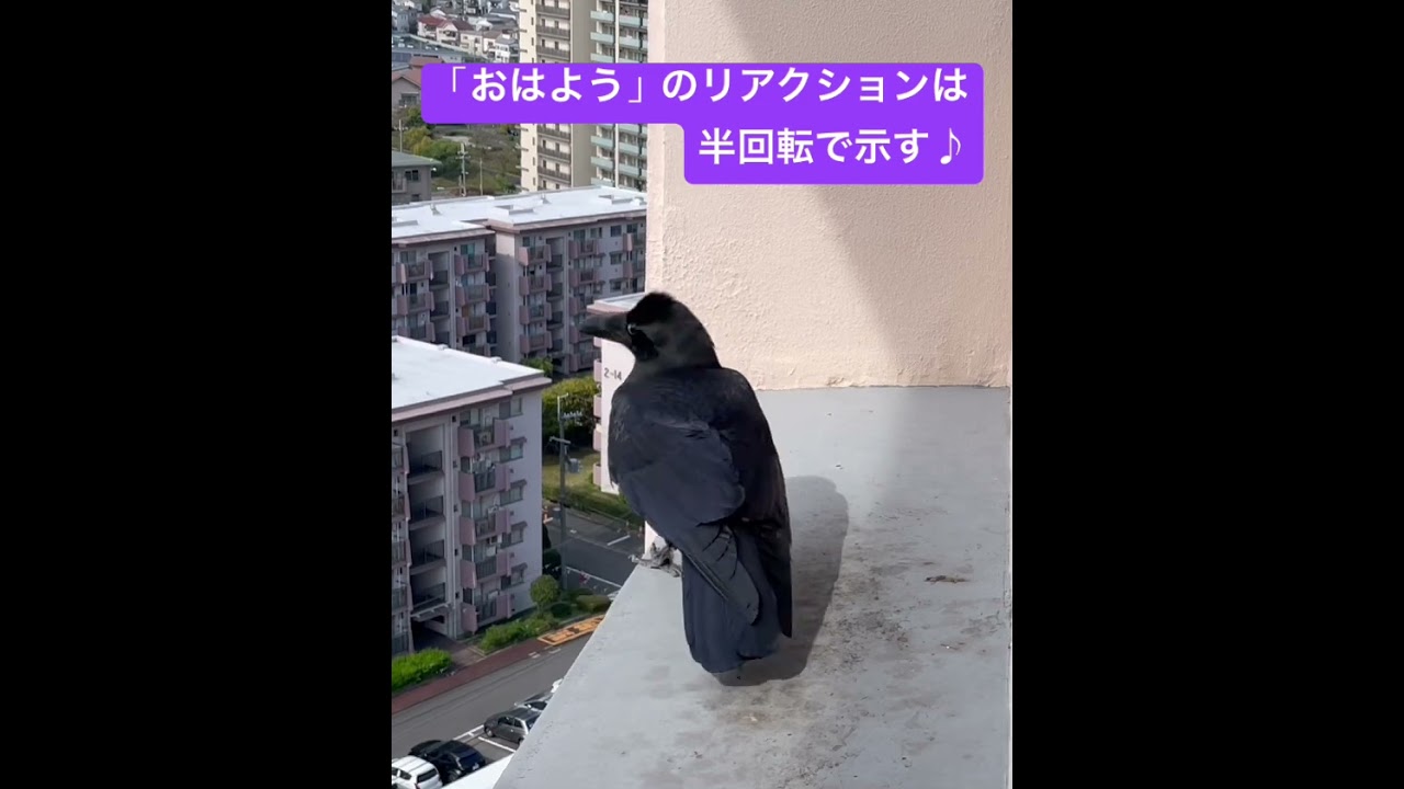 「おはようレッスンpart2」&hellip;コッちゃんなりに何か応えようとするけな気な姿に、何だか胸キュンになってしまった&hellip; #お土産をくれるカラス #カラスのコッちゃん
