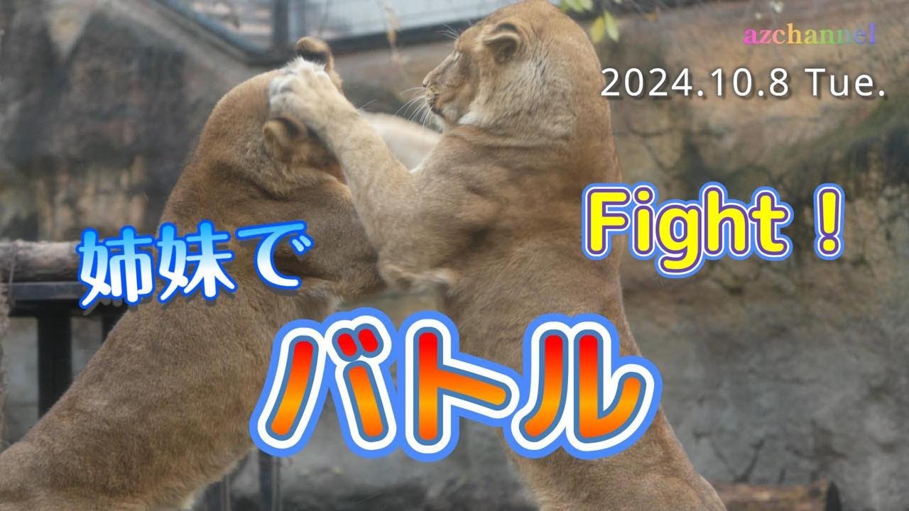 【旭山動物園ライオン】フウとレイのバトルにレフリーイオと観客オリト⚔️Referee Io and spectator Orito in the battle between Fu and Rei.