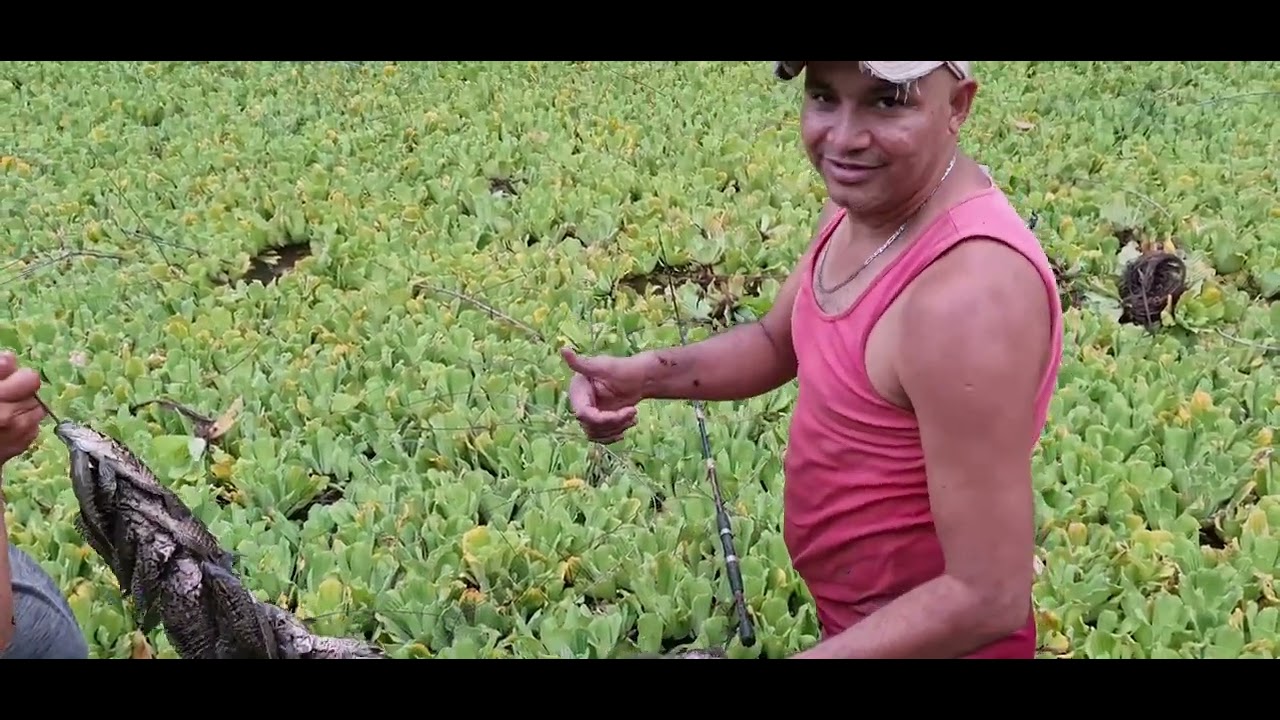 pesca de guapotes en los empates