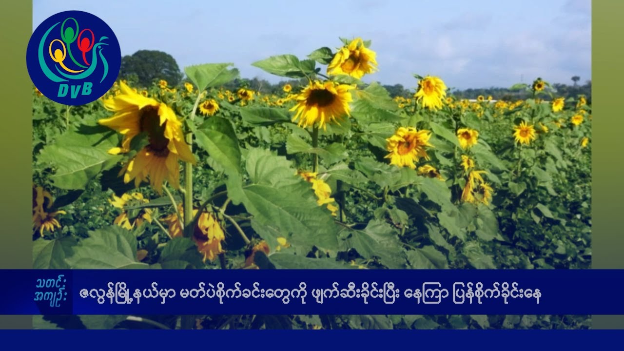 DVB TV နေ့စဉ်သတင်း အနှစ်ချုပ် - Daily News Briefing (27.12.2024)