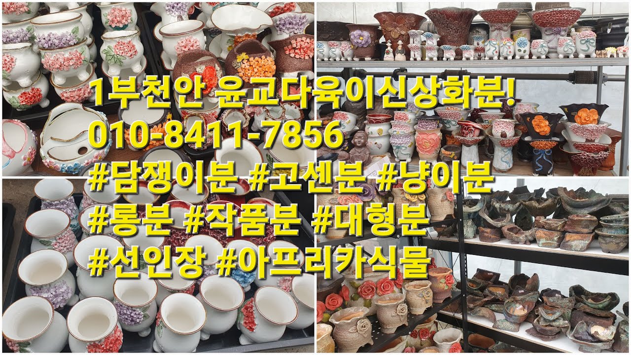 1부천안 윤교다육이신상화분!010-8411-7856 #담쟁이분 #고센분 #냥이분 #롱분 #작품분 #대형분 #선인장 #아프리카식물