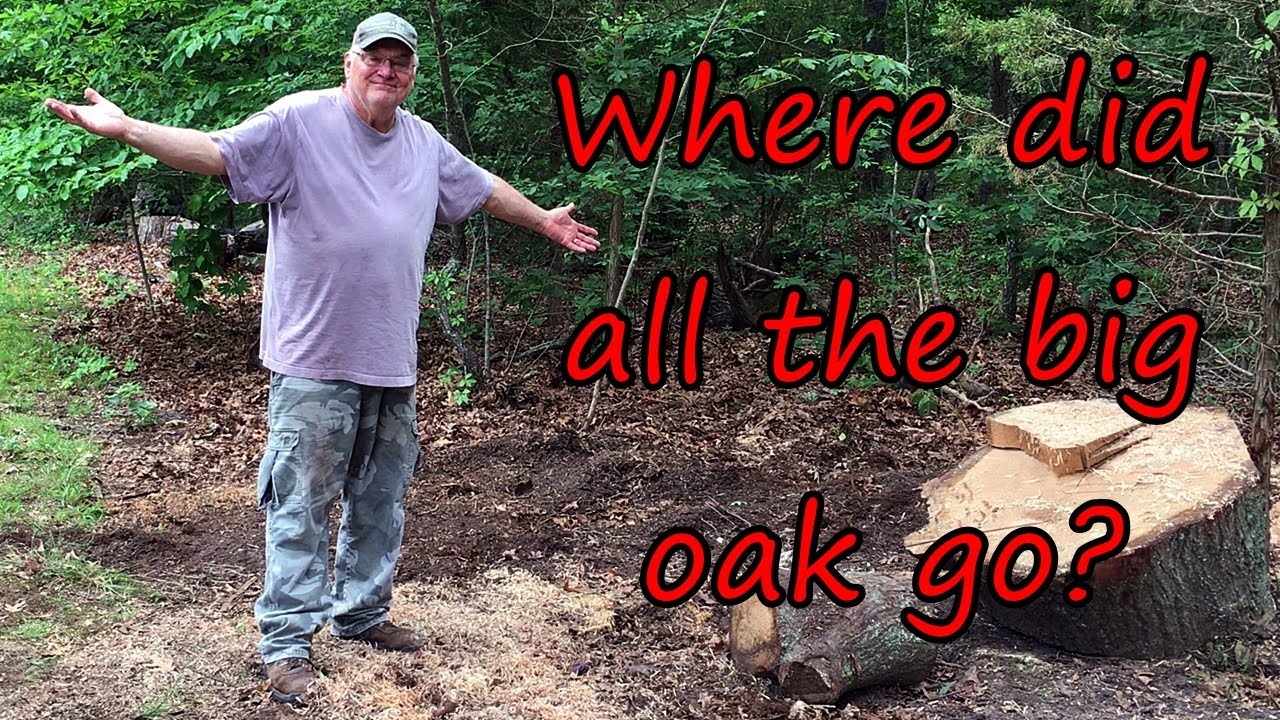 Splitting the big oak.