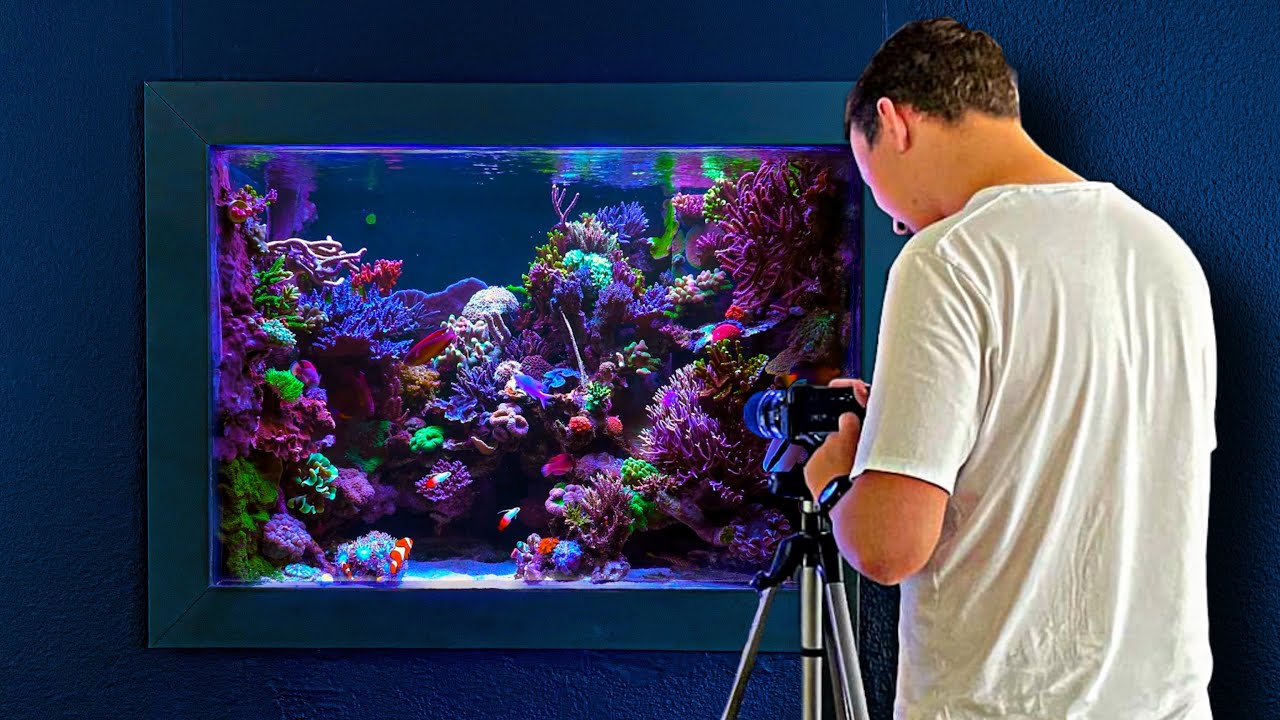 In Wall Aquarium with Rare Reef Tank Fish Worth Thousands