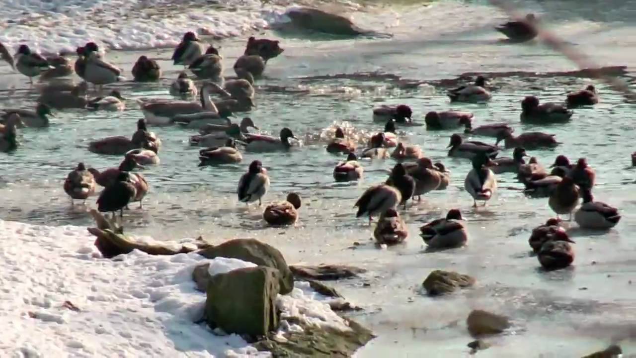 2010 Badevergnügen der Enten im Zoo Hannover HD