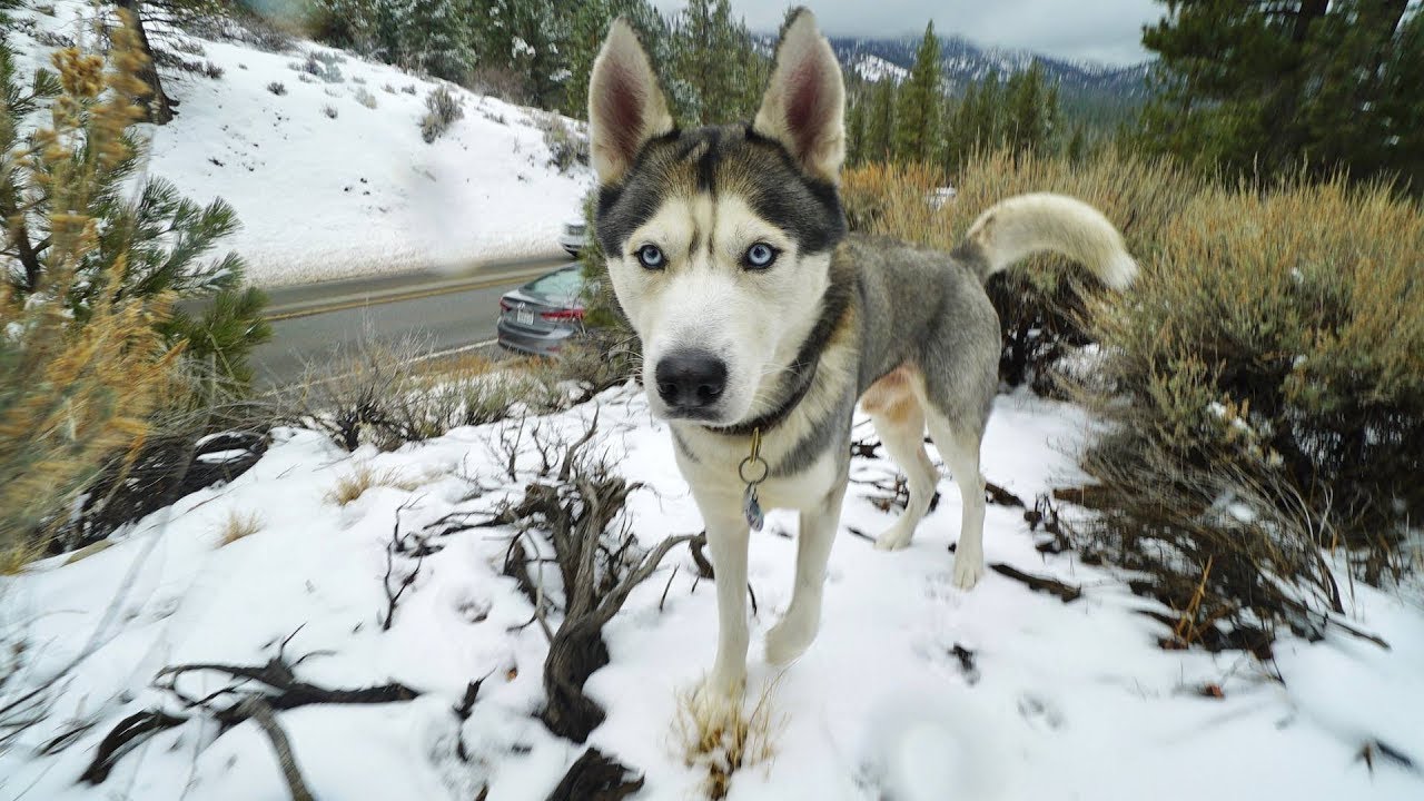 GOHAN THE HUSKY REACTS TO SNOW FOR THE FIRST TIME EVER!