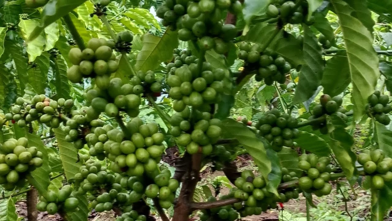 Kondisi buah kopi saat ini