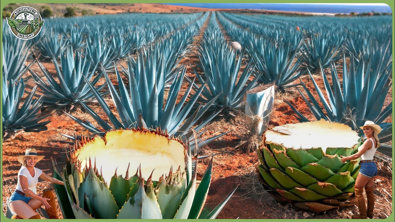 How Tequila Is Made &ndash; Farmers Harvest Billions of Blue Agave In Massive Tequila Process