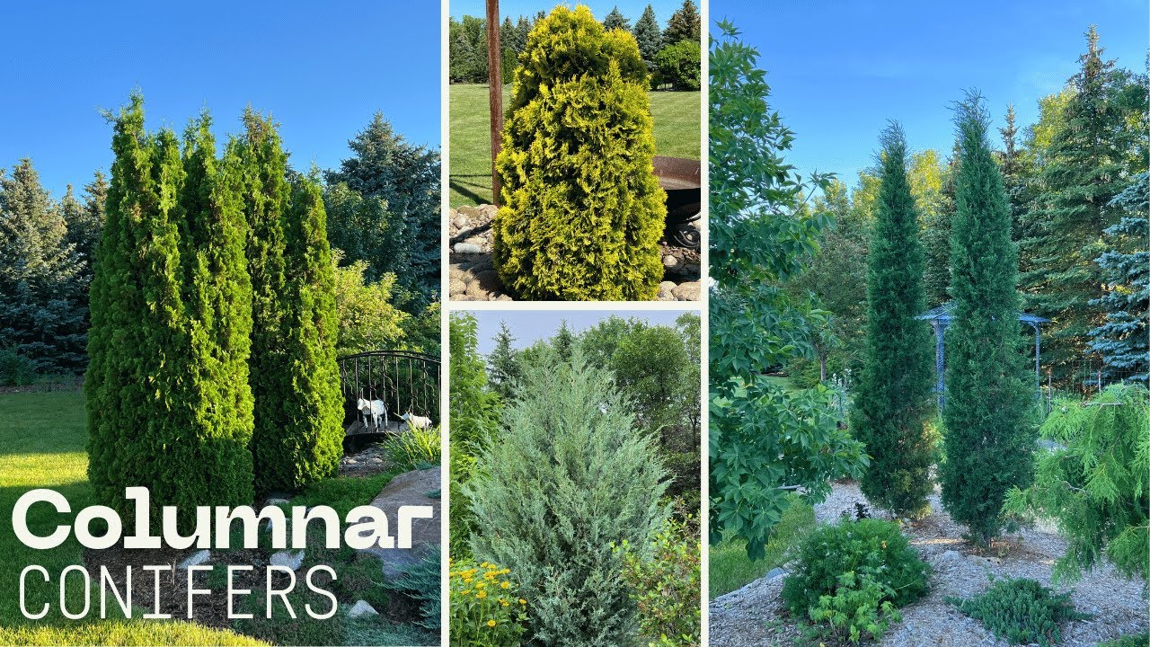 A Tour Of My Columnar (and pyramidal) Conifers