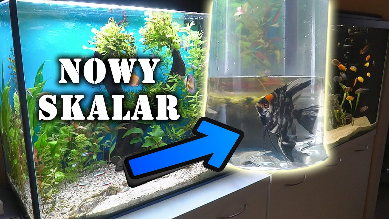 Nowa ryba w akwarium - czerwonooki SKALAR