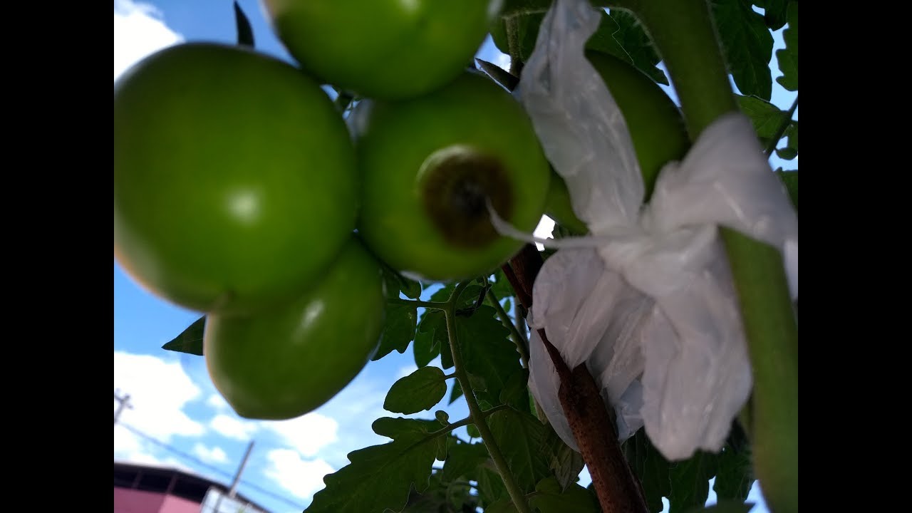 TOMATES COM FUNDO PODRE, o que ser&aacute;!