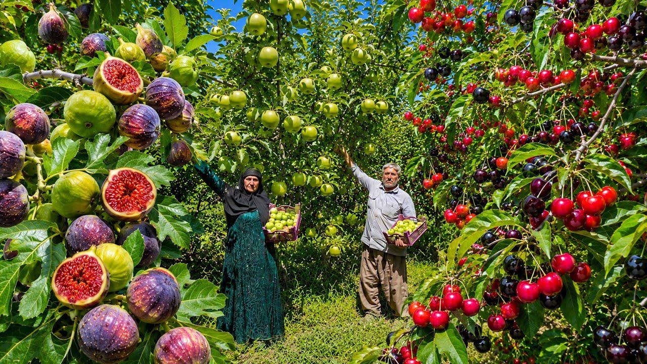Секрет сбора органической дикой черешни, яблок и инжира кочевой парой 🍏🍒🏞️🍈